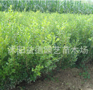 批發(fā)大葉黃楊優(yōu)質(zhì)大葉黃楊 綠化工程品種齊全 量大優(yōu)惠