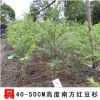 【興梅】40cm南方紅豆杉果樹苗木庭院綠化植物常綠新品種盆栽盆景