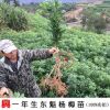 嫁接一年生東魁楊梅果樹苗 楊梅樹 南方種植產地直銷東魁楊梅苗