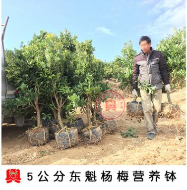 嫁接營養缽東魁楊梅果樹苗庭院植物綠化東魁楊梅樹楊梅苗