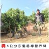 嫁接營養缽東魁楊梅果樹苗庭院植物綠化東魁楊梅樹楊梅苗
