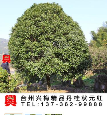 精品丹桂樹/桂花大樹樹苗/丹桂狀元紅/綠化苗