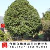 精品丹桂樹/桂花大樹樹苗/丹桂狀元紅/綠化苗