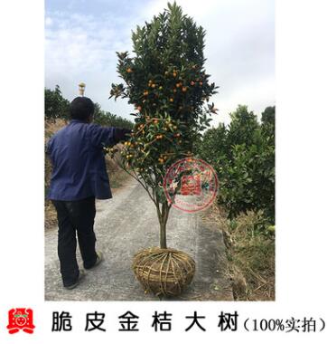 精品嫁接脆皮金桔樹苗帶果帶土球當年結果金橘樹苗柑桔柑橘樹苗