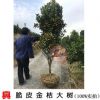 精品嫁接脆皮金桔樹苗帶果帶土球當年結果金橘樹苗柑桔柑橘樹苗