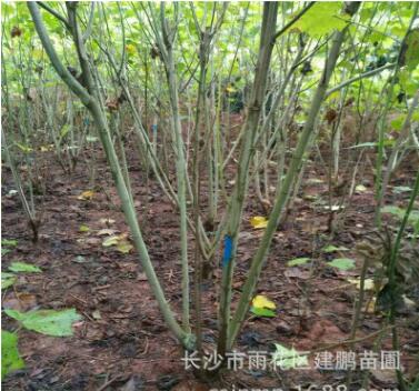 基地批發園林工程綠化用苗芙蓉花苗