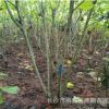 基地批發園林工程綠化用苗芙蓉花苗