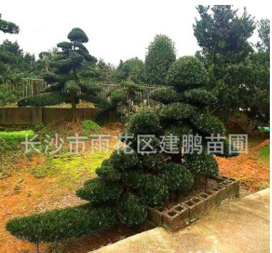 批發供應15-20公分造型羅漢松 園林別墅景觀植物 造型羅漢松盆景