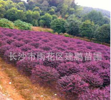 批發紅花繼木 園林工程綠化苗木 基地直銷紅花繼木球