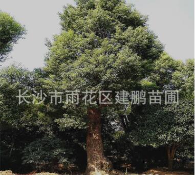 基地直銷50-60公分香樟樹 工程園林綠化 移栽骨架香樟