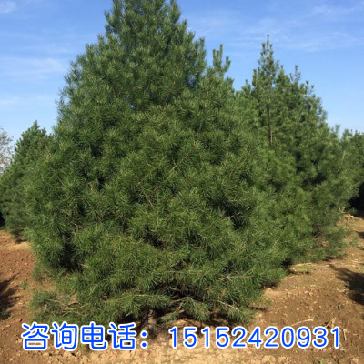 綠化工程苗木批發 白皮松小苗 規格齊全 白皮松綠化苗 綠化環境