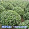 無刺枸骨無刺枸骨苗 鳥不宿 營養缽苗 無刺構骨小苗 基地發貨