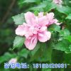 苗圃自產自銷 木槿花苗 多花木槿 當年開花 綠化工程苗 基地發貨