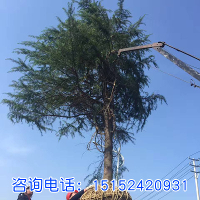 雪松苗 四季常青松樹苗 園林綠化苗木 帶營養杯雪松小苗基地發貨