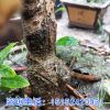 臘梅臘梅樹苗 臘梅盆景 素心臘梅 盆栽嫁接臘梅花冬季開花植物