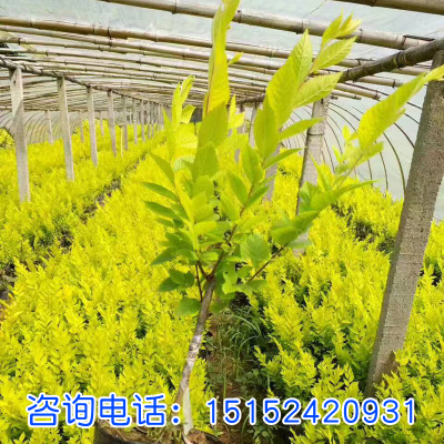 金葉榆供應綠化苗木 金葉榆 金葉榆樹苗 彩葉樹木 耐寒耐旱品種