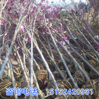 行道樹綠化 紅白黃紫玉蘭苗批發 紅花玉蘭綠化樹庭院種植 綠化苗
