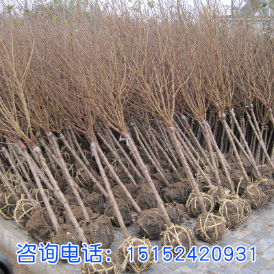 榆葉梅榆葉梅樹苗苗庭院耐寒植物 觀賞綠化苗木 榆葉梅盆景