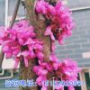 紫荊苗 紫荊花 紫荊樹苗 紫荊小苗 叢生紫荊 紅花紫荊 滿條紅