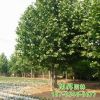 供應工程園林綠化速生法桐樹苗 觀葉綠植園林苗木行道法桐樹