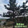 綠化苗種植基地暢銷各種造型景松 合理價供應盆栽地栽造型景松