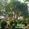 優質金銀木苗圃直銷 適應性強 庭院景觀綠化丁香 歡迎實地考察