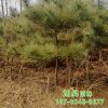 園藝場培育種植出售油松樹形造型優美規格齊全園林綠化苗木油松