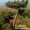 基地長期種植出售油松 自產直銷油松綠化工程造型優美 油松樹