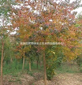 10公分烏桕10公分烏桕批發(fā)10公分烏桕產(chǎn)地