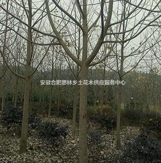 安徽10-12公分的馬褂木出售
