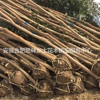 合肥米徑3-5公分烏桕