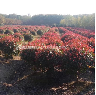 紅葉石楠球