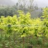 供應(yīng) 新優(yōu)質(zhì)彩葉綠化苗木 金葉水杉 黃金水杉 金水杉