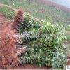 常年供應(yīng) 桂花小苗 四季桂小苗 園林種植占地用苗