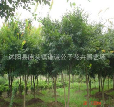基地批發綠化工程雞爪槭小苗 行道樹 優質雞爪槭
