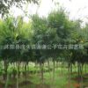 基地批發(fā)綠化工程雞爪槭小苗 行道樹 優(yōu)質(zhì)雞爪槭