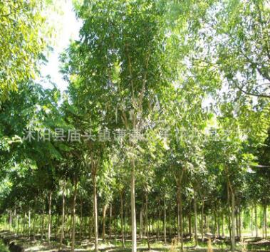基地批發無患子 無患子樹苗園林工程綠化 行道綠化環境