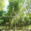 基地批發(fā)無患子 無患子樹苗園林工程綠化 行道綠化環(huán)境