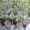 批發(fā)大量優(yōu)質(zhì)大葉黃楊球 瓜子黃楊球 金邊黃楊球