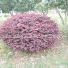 苗圃供應(yīng)精品紅花檵木球 紅花檵木盆景 庭院觀賞 園林綠化