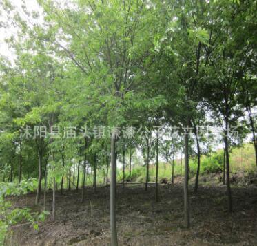 苗圃批發櫸樹樹苗 工程綠化苗紅櫸苗 規格全 櫸樹小苗