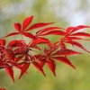 綠化苗木 紅楓
