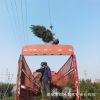 基地直銷綠化樹2.5米白皮松 園林綠化防護帶土發貨白皮松