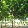 基地直銷觀賞樹五角楓 現挖現賣帶球發貨園林庭院綠化五角楓