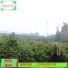 現(xiàn)貨1米以上華山松種植基地 四季常精品綠華山松樹 帶球發(fā)貨