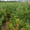 1.5米華山松大量銷售 工程綠化使用華山松土球30公分發(fā)貨