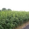 桂花樹苗 實生桂花小苗 桂花盆栽 地栽苗 四季桂金桂丹桂沉香桂
