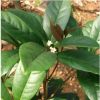 供應綠化灌木 四季桂籠子 (佛頂珠桂花) 日香桂籠子