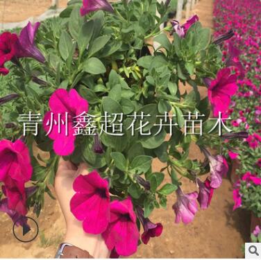 盆栽垂吊矮牽牛 北方草花種苗基地 垂吊矮牽牛