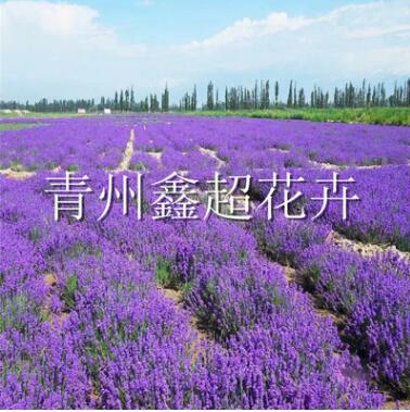 大型花海景觀建設(shè) 薰衣草 馬鞭草